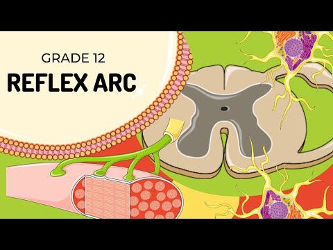 Easy to understand | REFLEX ARC