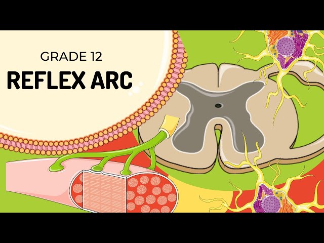 Reflex Scare Understanding the Reflex Arc: How Your Body Reacts Instantly | Magica