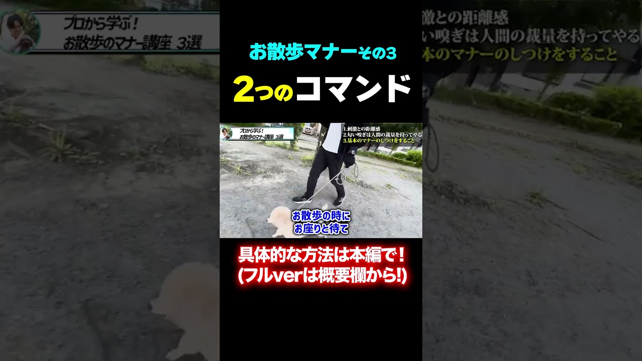 【犬の散歩マナー】2つのコマンドが大事