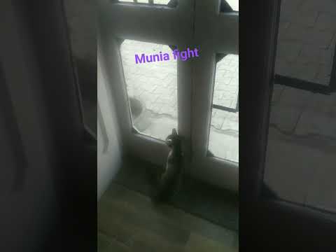 munia fight #cat fight #munia