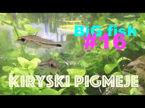 Kiryski pigmeje i katastrofa w nano akwarium. BiG Fish 016