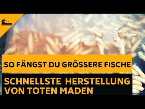 ****SCHNELLSTE HERSTELLUNG --- EINGESCHLÄFERTE, WEICHE MADEN/PINKIS ALS HAKENKÖDER & FUTTERKÖDER***