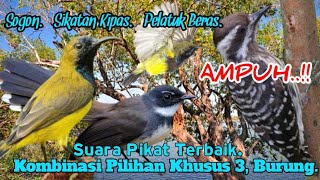 Download lagu SUARA PIKAT BURUNG,‼️SOGON. SIKATAN KIPAS. PELATUK BERAS. TERBAIK.. mp3