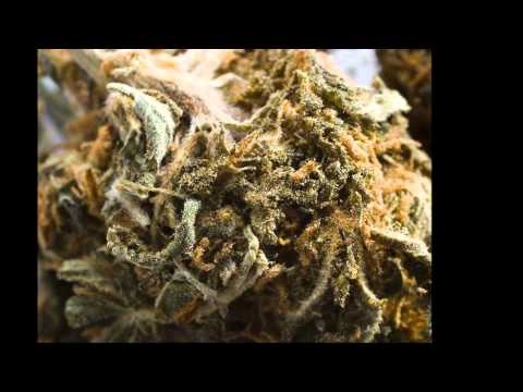 New Reggae 2010 - One Pull - DA PROFESSOR, Iah Cranks, Tragidi, (Marro, Weed Song) II.wmv