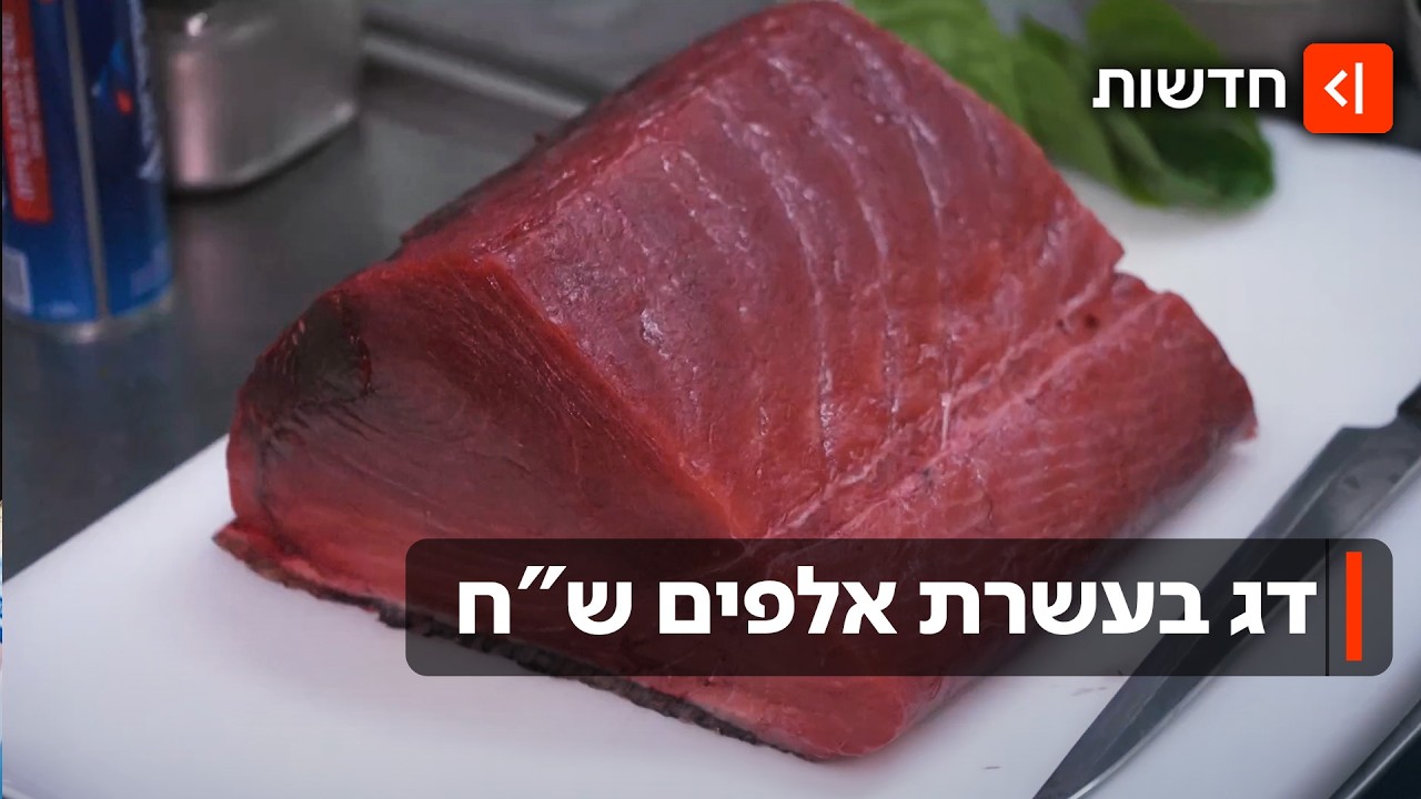 דג שעולה אלפי שקלים: הטונה הכי מבוקשת בים התיכון הגיעה לביקור השנתי