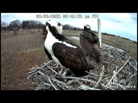 Day 8 - Osprey courtship and copulation