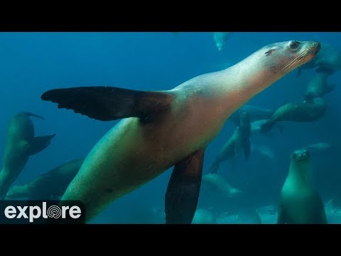 Anacapa Island Cove live webcam