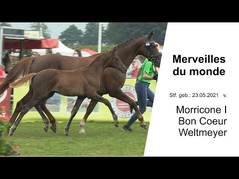 Stf v Morricone I x Bon Coeur x Weltmeyer 2021