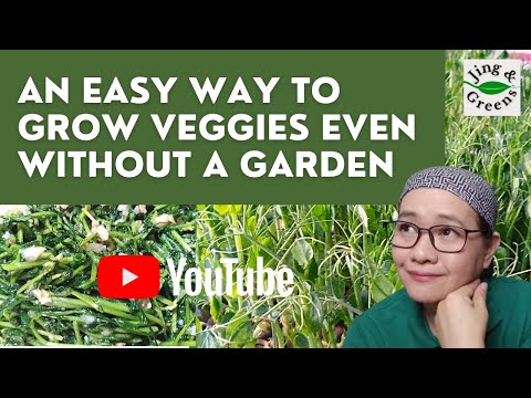 Growing Veggies Without a Garden - How to Grow Pea Shoots  Microgreens Without Soil and Pre-soaking