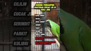 Download lagu cucak ijo masteran #cucakijo mp3 Download lagu cucak ijo masteran #cucakijo mp3