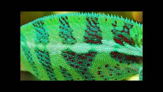 Unit 1-  A Chameleon s Colors (Reading Explorer 1   3rd Ed)  Video
