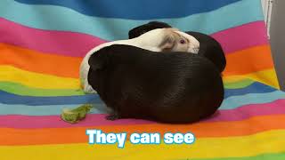What color can Guinea Pig SEE ?