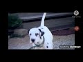 Baby First Safari Scrapbook Dog