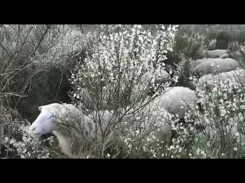 Vídeo: Rabaño de Nieves Fernández Vidueira co encoro ao fondo.