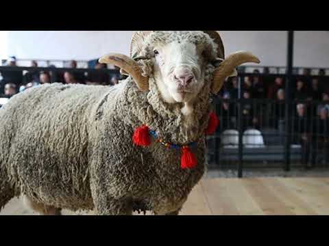 , title : 'Merinos Koyunu Genel Özellikleri | Karacabey Merinosu ve Diğer Merinos Koyunu Türleri'