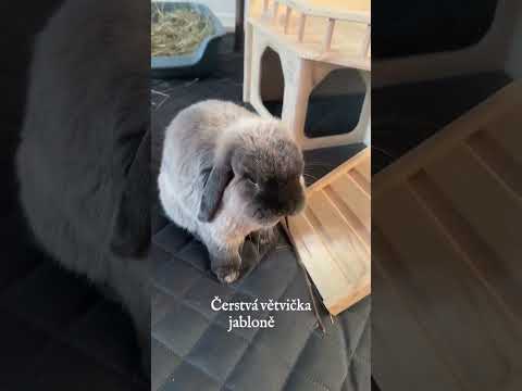 Čerstvé větvičky jabloně = MŇAM!