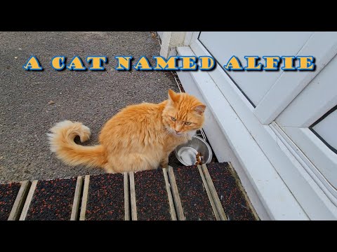 A Cat Named Alfie