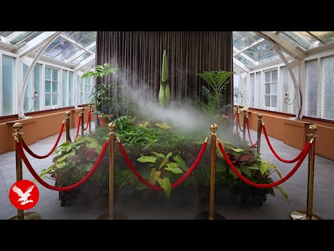Live: Sydney's Corpse Flower blossoms for first time in 15 years at Botanic Gardens