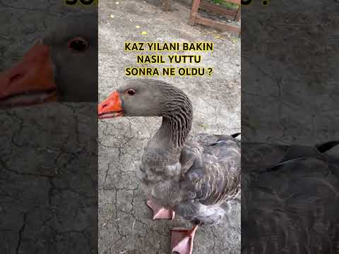Kaz yılanı bakın nasıl yuttu