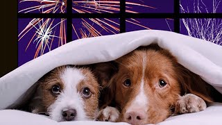 რა ემართებათ მიუსაფარ და შინაურ ცხოველებს ახალი წლის პერიოდში