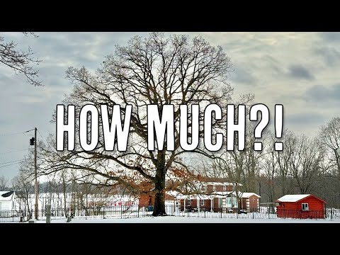 How to Estimate the Cost of Tree Work