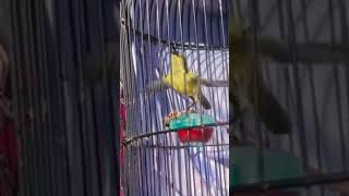 Download lagu sogon ijoan jantan gacor mp3