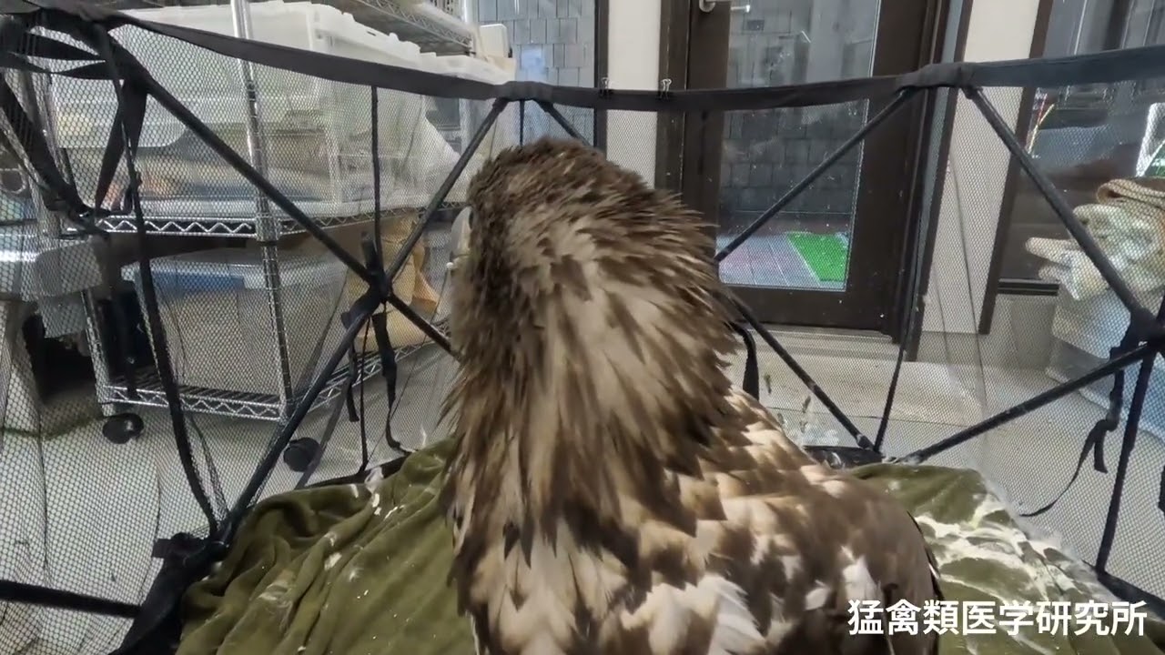 ちとせちやん、なになに？