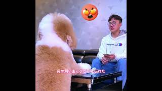#animals #犬動画 #わんこ #いぬすたぐらむ #犬のいる暮らし #賢い犬 #忠犬 #感動犬