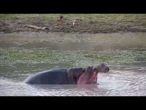 Djuma: Hippo getting active before leaving the dam - 17:10 - 07/31/2022