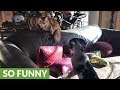 Cat Discourages Puppy From Jumping On The Sofa