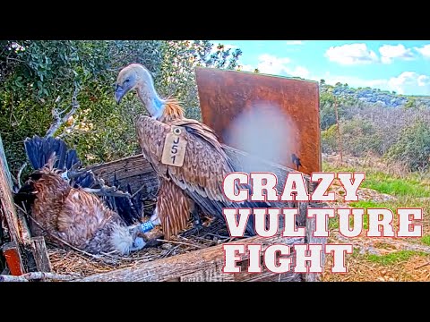 Crazy Griffon Vulture fight over a nest. The poor resident handicapped male literally got stomped.