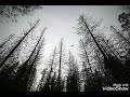Dead Trees -Original Instrumental Song