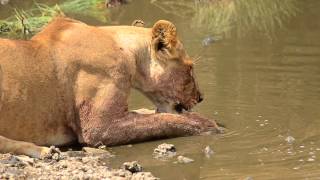 Lioness in Central Serengeti feeding and drinking