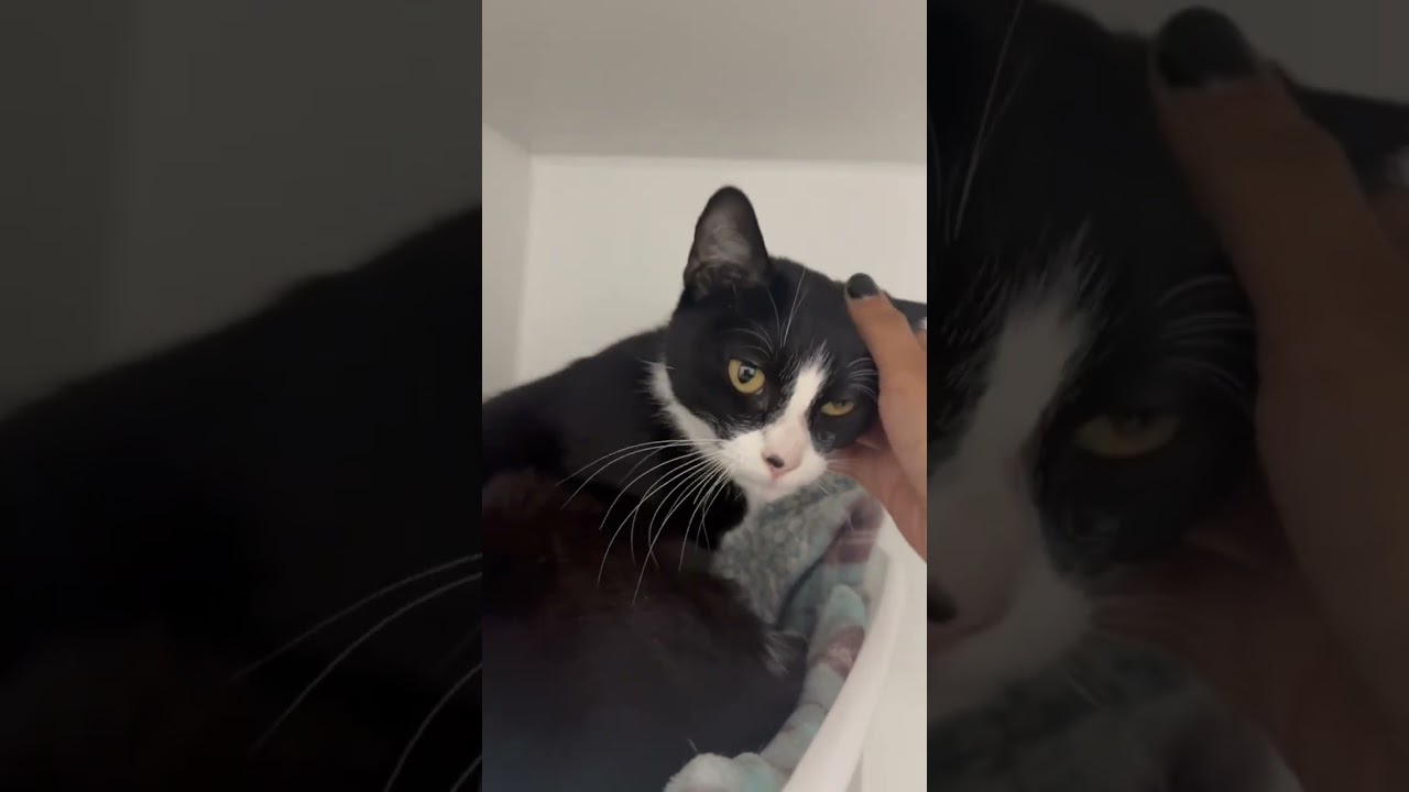Enlarge Mariah, a ADOPTABLE American Shorthair in Danbury, CT video 4/4