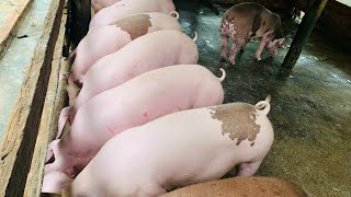 [問卦] 豬有吃辣嗎