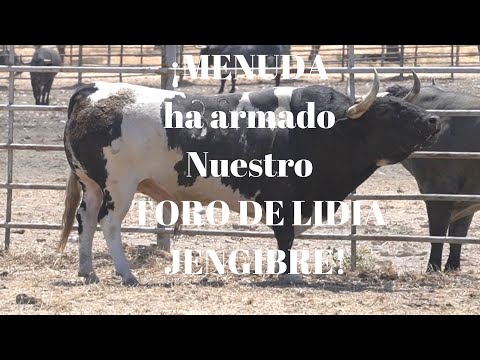 😱¡MENUDA ha armado JENGIBRE! Nuestro Toro de Lidia de la Ganadería de MONTEVIEJO para CORIA😁