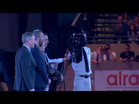 Hengstenkeuring 2018: Super Bowl