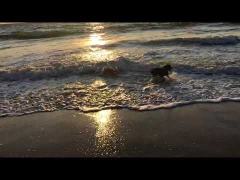 Marni and Moose on beach KDH - 7/4/18