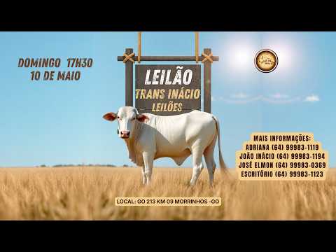 Leilão de Gado em MORRINHOS-GO, 10/05/2026  TransInácio Leilão - 18:00 Hs - Presencial e virtual.