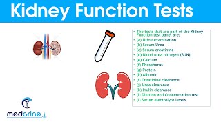 Kidney Function Tests and Interpretation of Results.