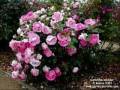 Where The Roses Never Fade