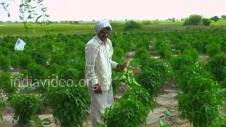 Radish Farm, Zainabad Village 