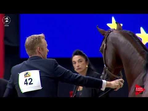 N.42 ADMIRAAL - Lier 2018 - Yearling Colts (Class 2B)