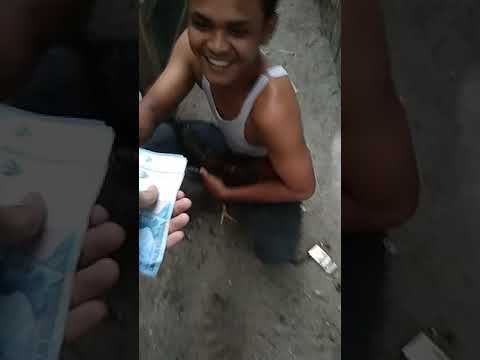 Botoh ayam gajian ...