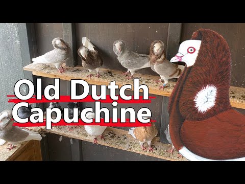 Old Dutch Capuchine breed explained