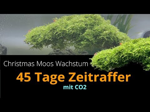 Schnellerer Pflanzenwachstum im Aquarium mit CO2 - Christmas Moos  - 45 Tage Zeitraffer
