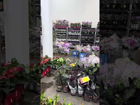 Plantas
