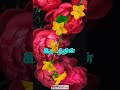 Lucky Lucky Tamil Song