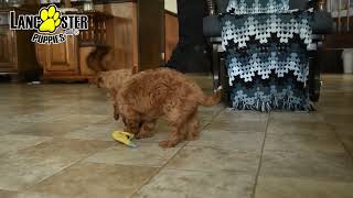 Happy Cavapoo Puppies