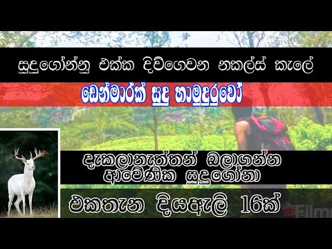 Denmark bhante samhitha living in Knuckles forest and white deer